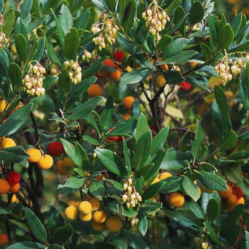 Madroño Atlantic - Arbutus unedo (Follaje)