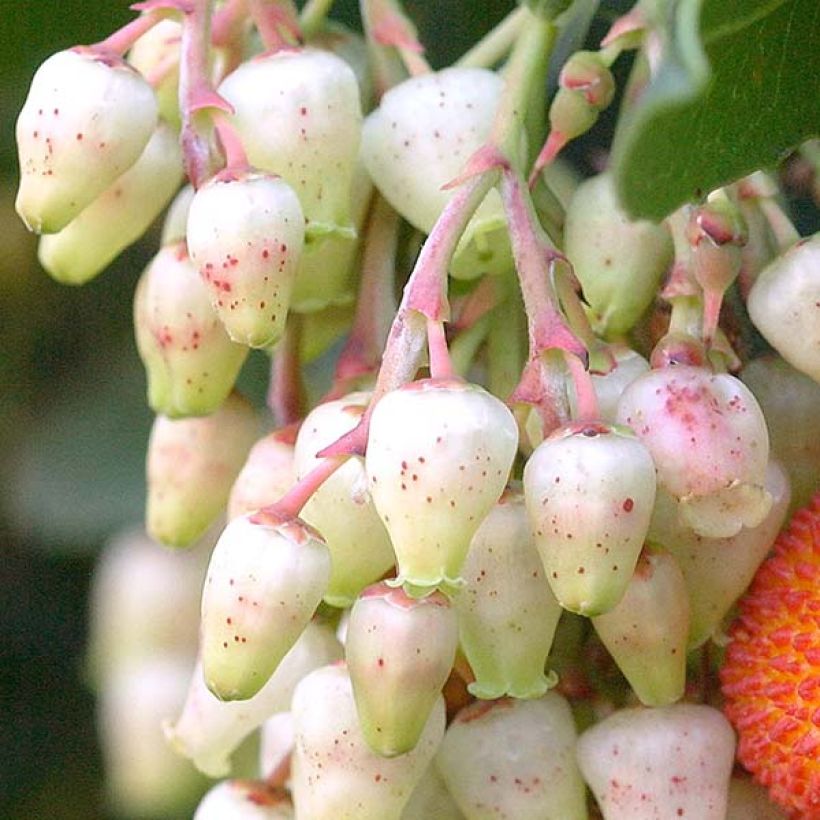 Madroño Atlantic - Arbutus unedo (Floración)