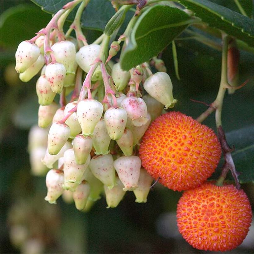 Madroño Atlantic - Arbutus unedo (Cosecha)