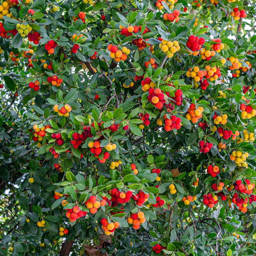 Madroño - Arbutus unedo (Cosecha)