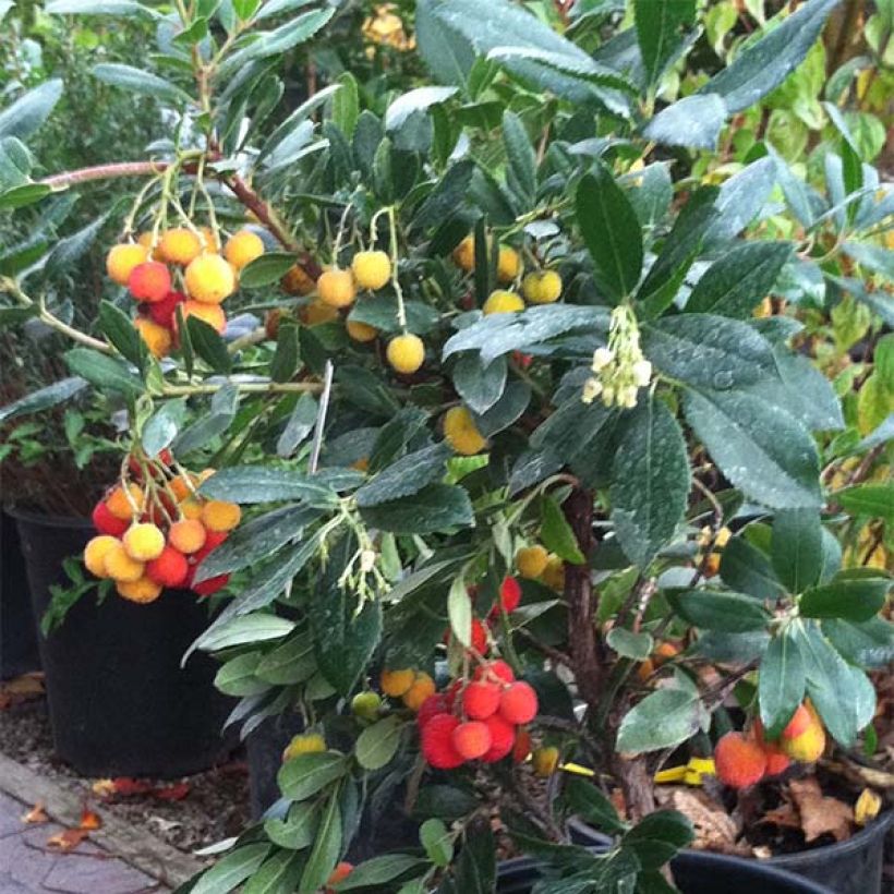 Madroño - Arbutus unedo Compacta (Porte)