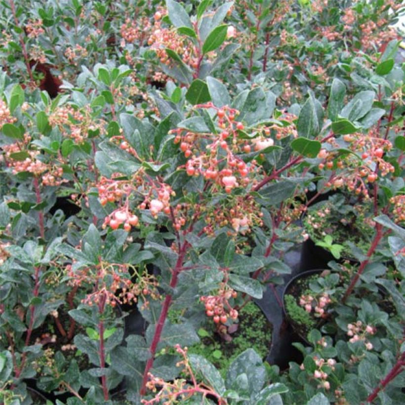 Madroño - Arbutus unedo Rubra (Follaje)