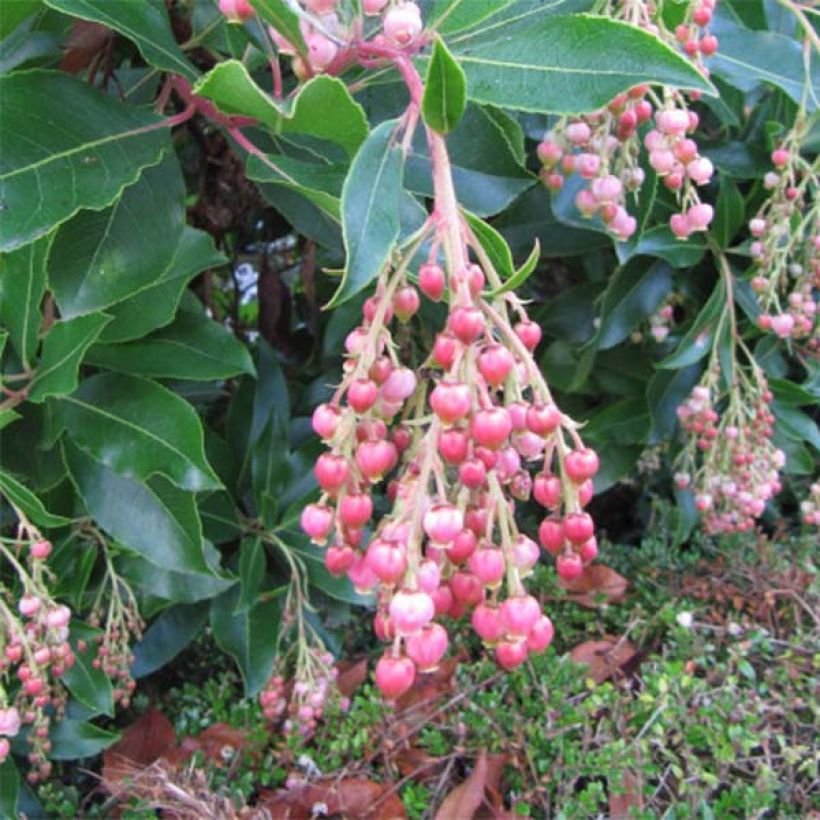 Madroño - Arbutus unedo Rubra (Floración)