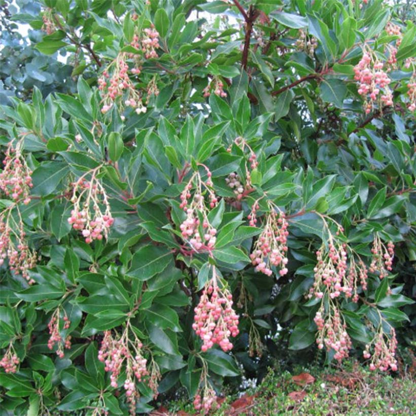 Madroño - Arbutus unedo Rubra (Porte)