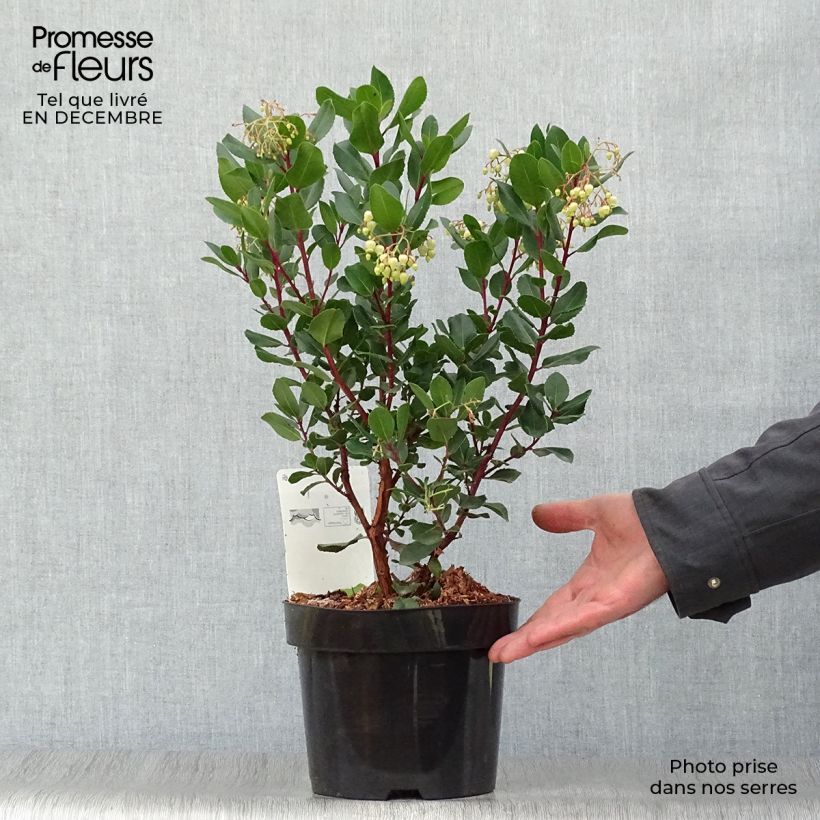 Arbutus unedo Rubra - Arbousier en pot de 3/4L Ejemplar entregado en invierno