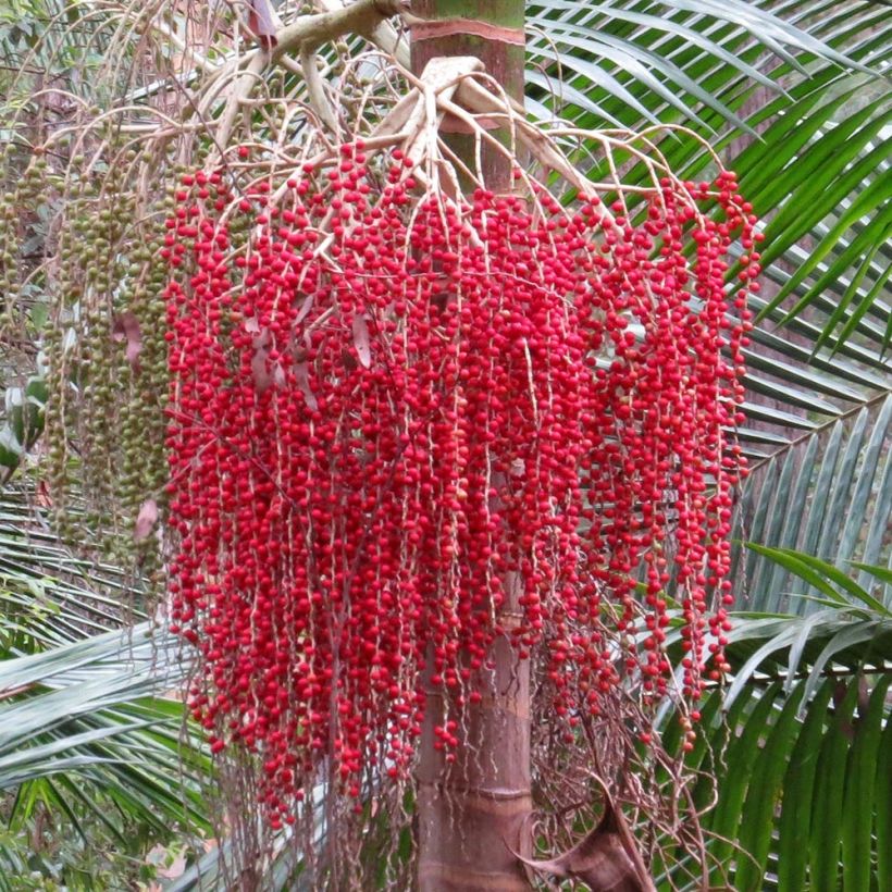 Palmera de Cunningham - Archontophoenix cunninghamiana (Cosecha)