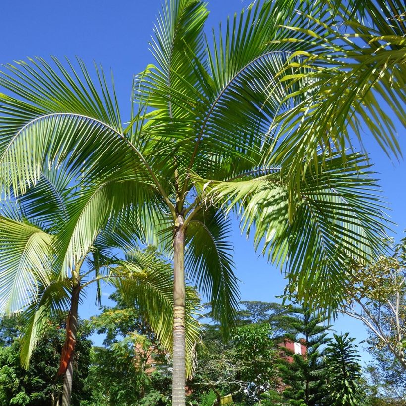 Palmera de Cunningham - Archontophoenix cunninghamiana (Porte)