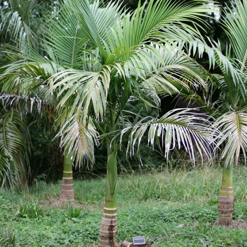 Palmera del Rio Walsh - Archontophoenix maxima (Porte)