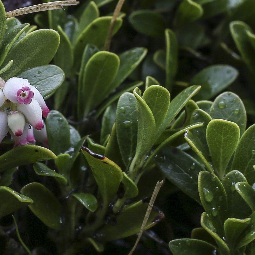 Arctostaphylos uva-ursi - Gayuba (Follaje)