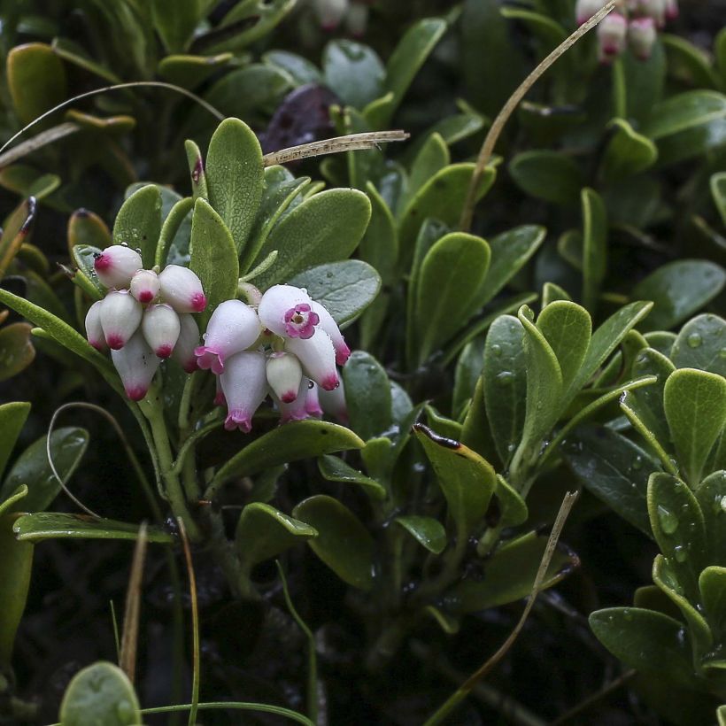 Arctostaphylos uva-ursi - Gayuba (Floración)