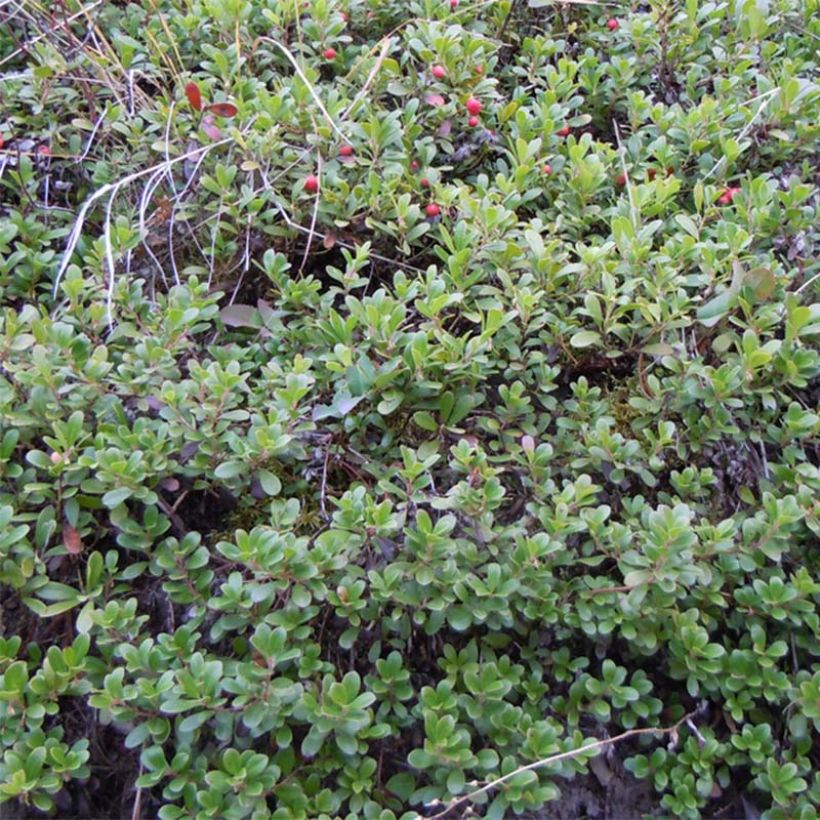 Arctostaphylos uva-ursi - Gayuba (Porte)