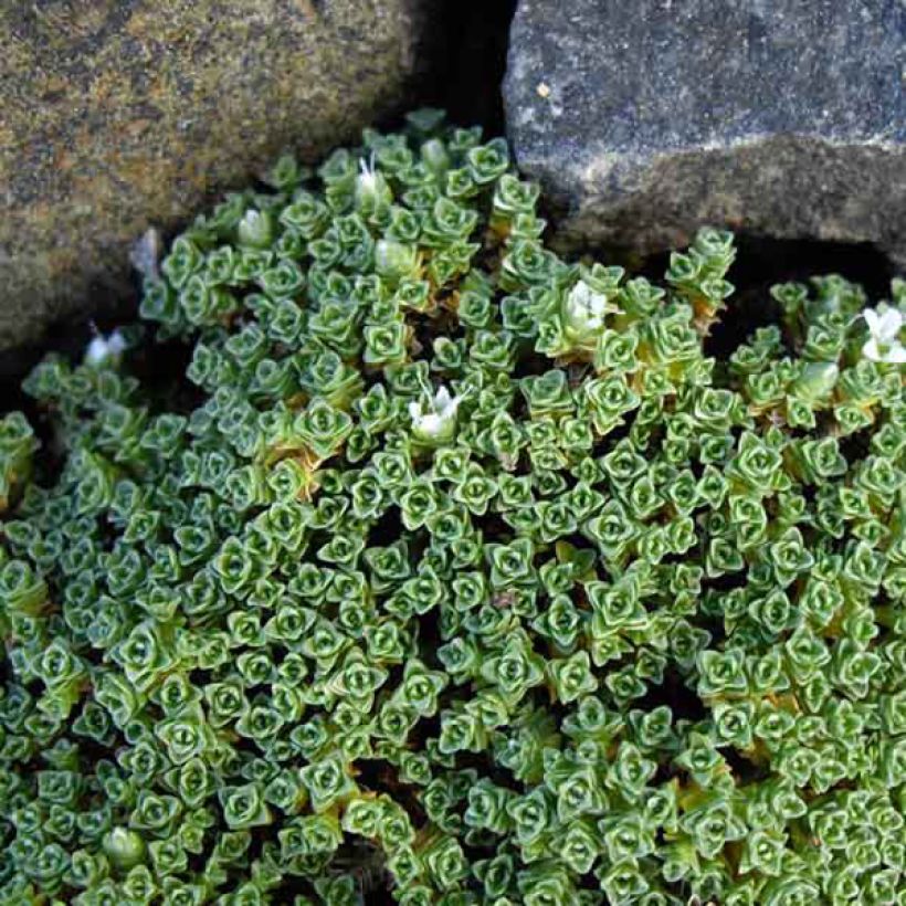 Arenaria tetraquetra subsp. amabilis (Follaje)