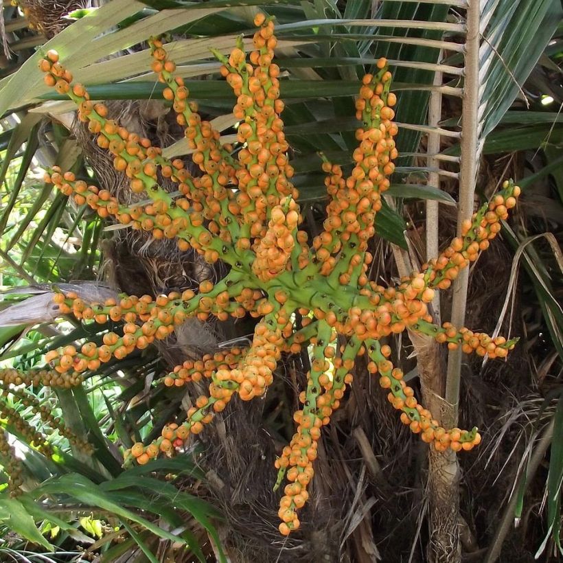 Arenga englerii - Palmera de Formosa (Cosecha)