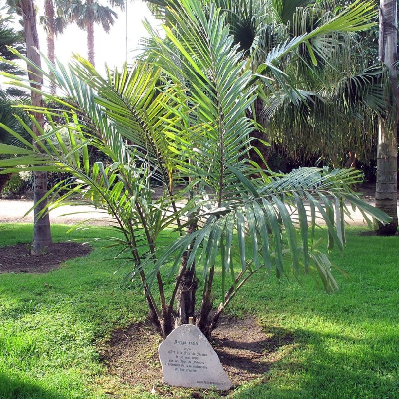 Arenga englerii - Palmera de Formosa (Porte)