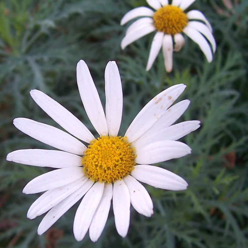 Argyranthemum Chelsea Girl (Floración)