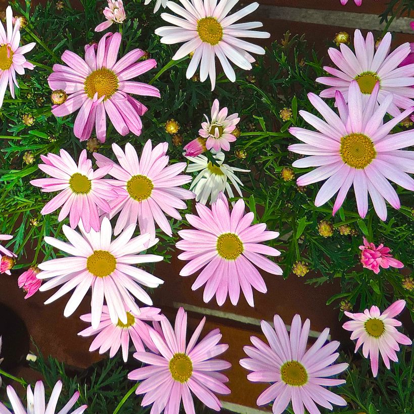 Argyranthemum Gill s Pink (Floración)