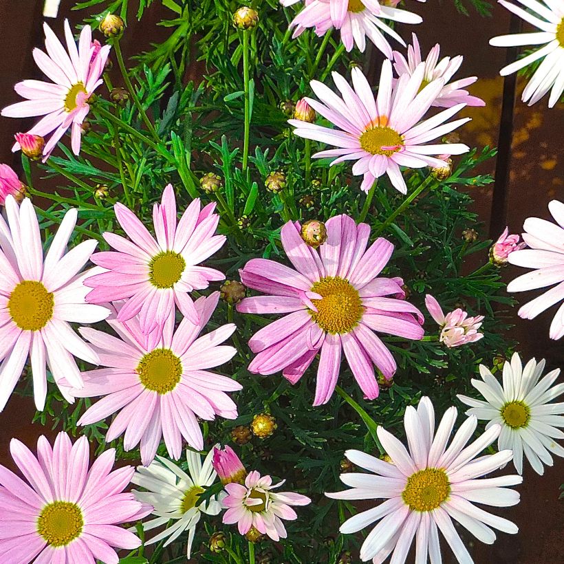 Argyranthemum Gill s Pink (Porte)