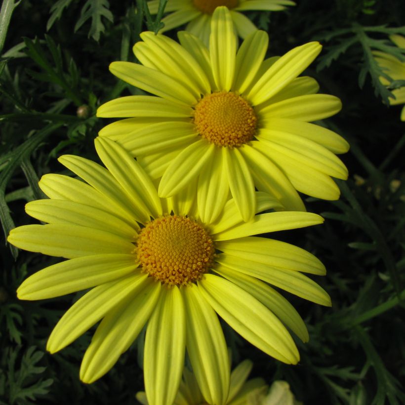 Argyranthemum Jamaïca Primerose (Floración)