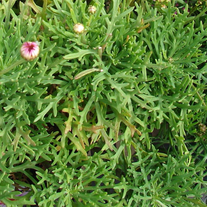 Argyranthemum Petite Pink (Follaje)