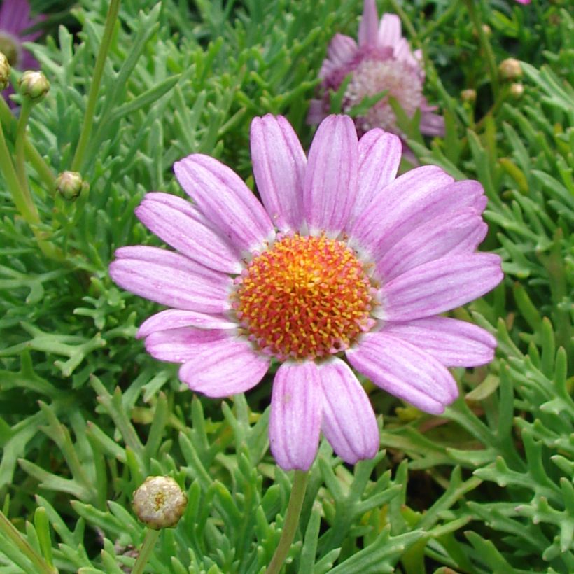 Argyranthemum Petite Pink (Floración)