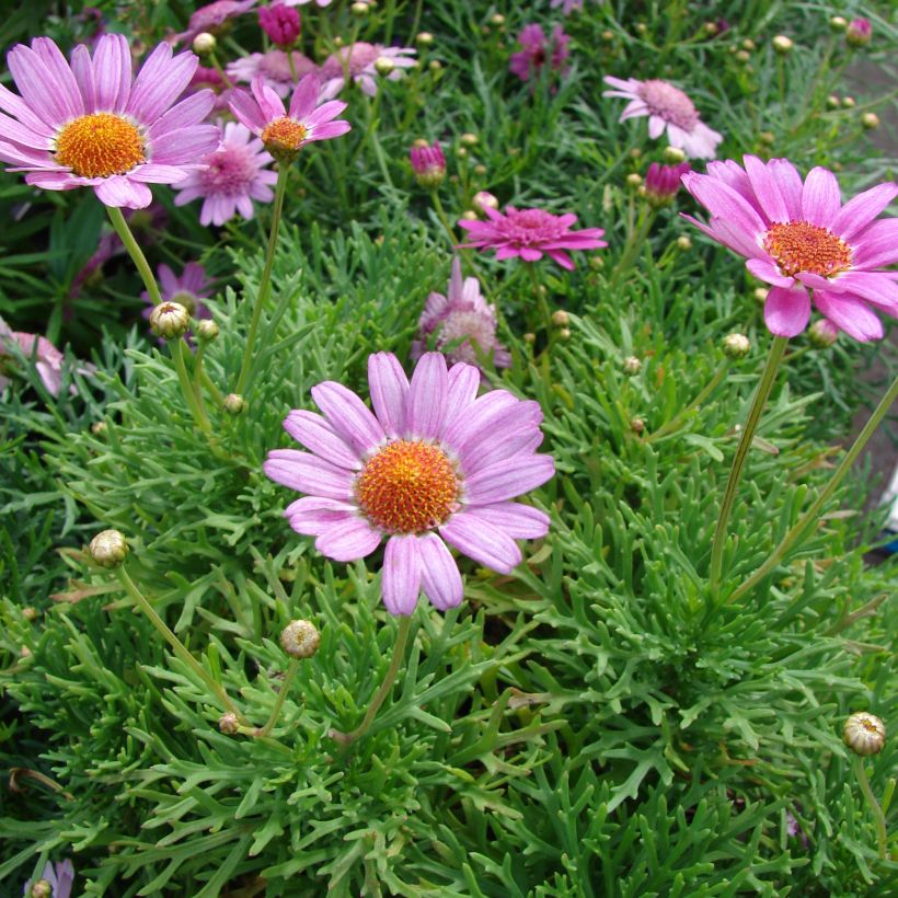 Argyranthemum Petite Pink (Porte)