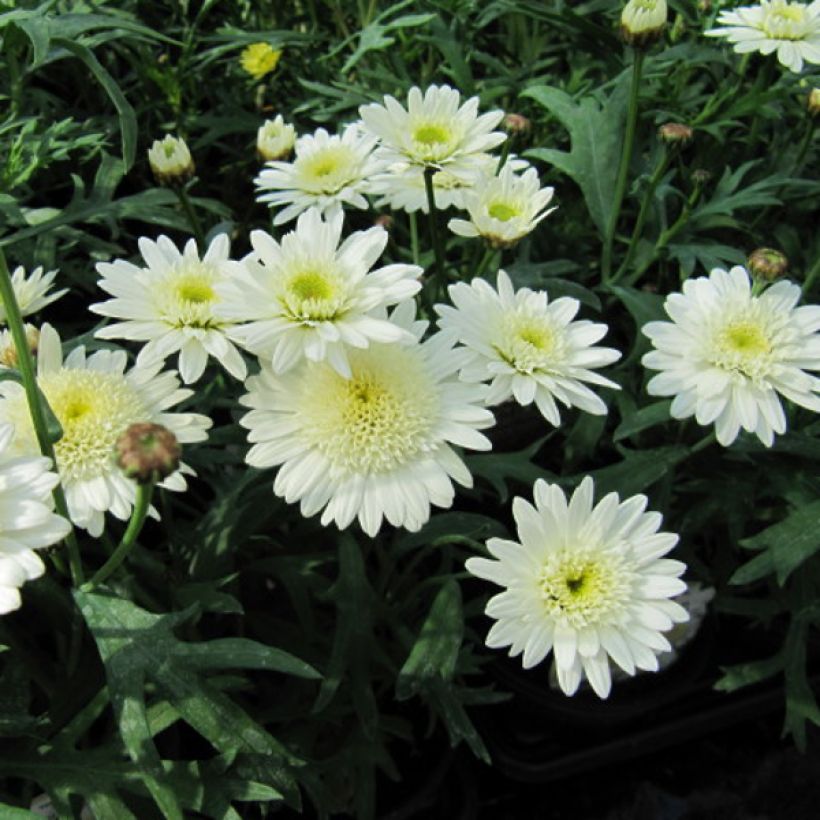 Argyranthemum Powder Puff (Floración)