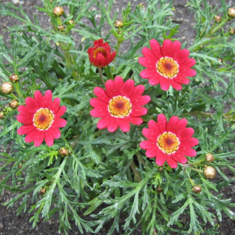 Argyranthemum Starlight (Floración)