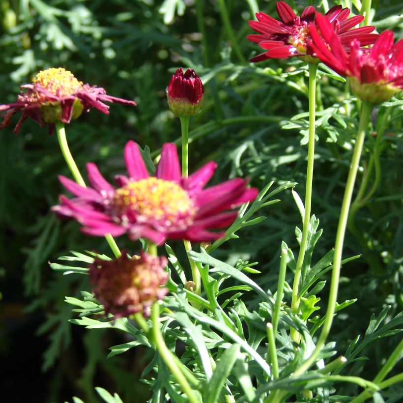 Argyranthemum Starlight (Porte)