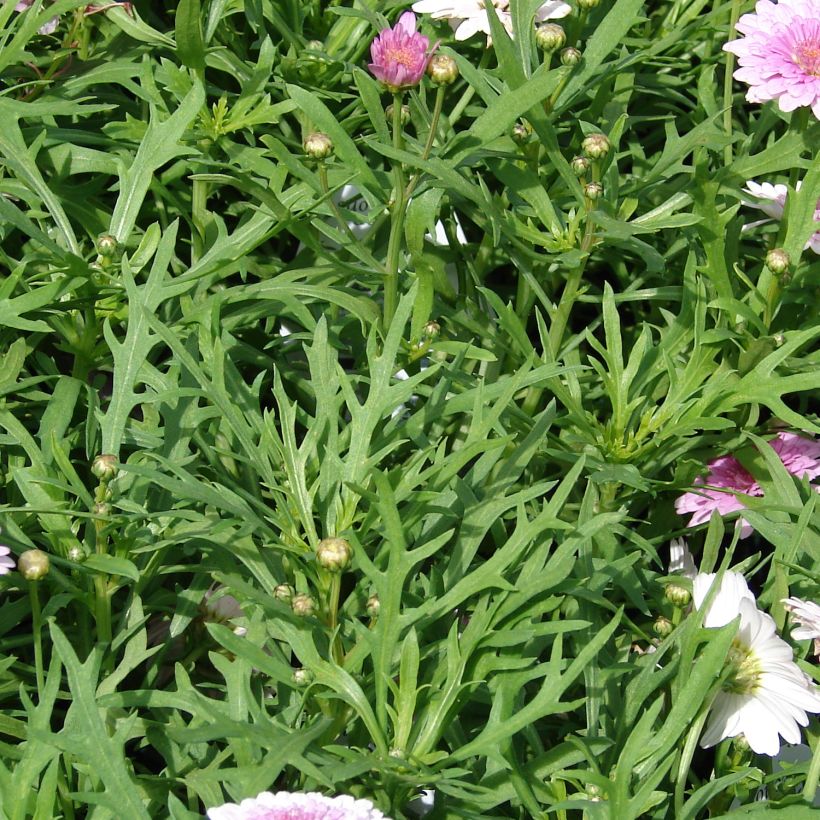 Argyranthemum Summer Melody (Follaje)