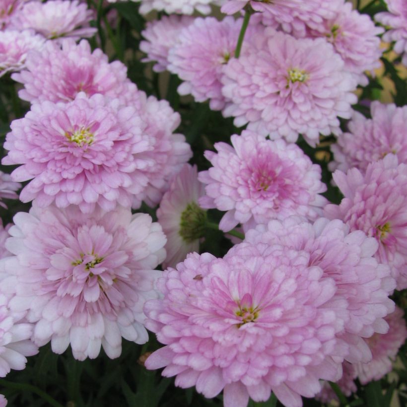 Argyranthemum Summer Melody (Floración)