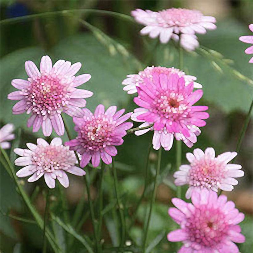 Argyranthemum Vancouver (Floración)