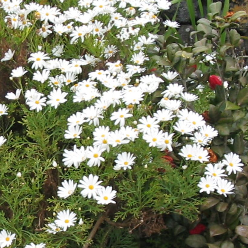 Argyranthemum Snowflake (Floración)