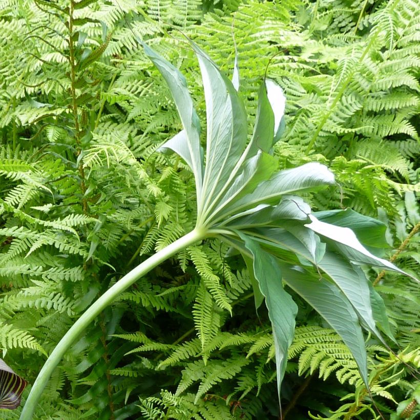 Arisaema consanguineum (Follaje)