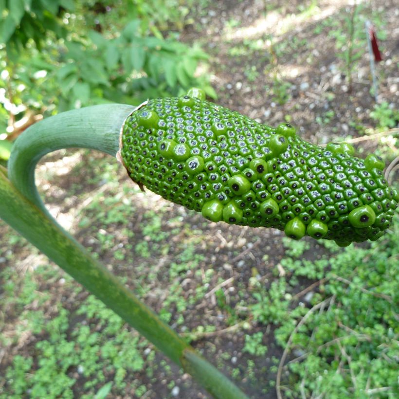 Arisaema consanguineum (Cosecha)