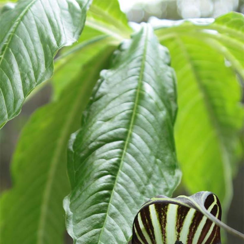 Arisaema concinnum (Follaje)