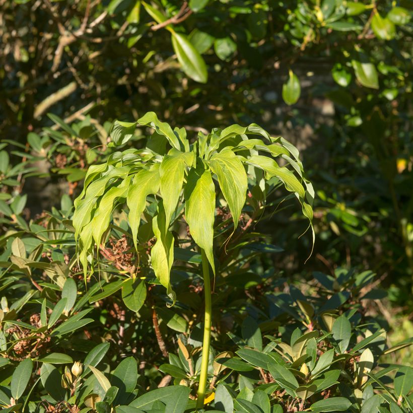 Arisaema consanguineum (Porte)