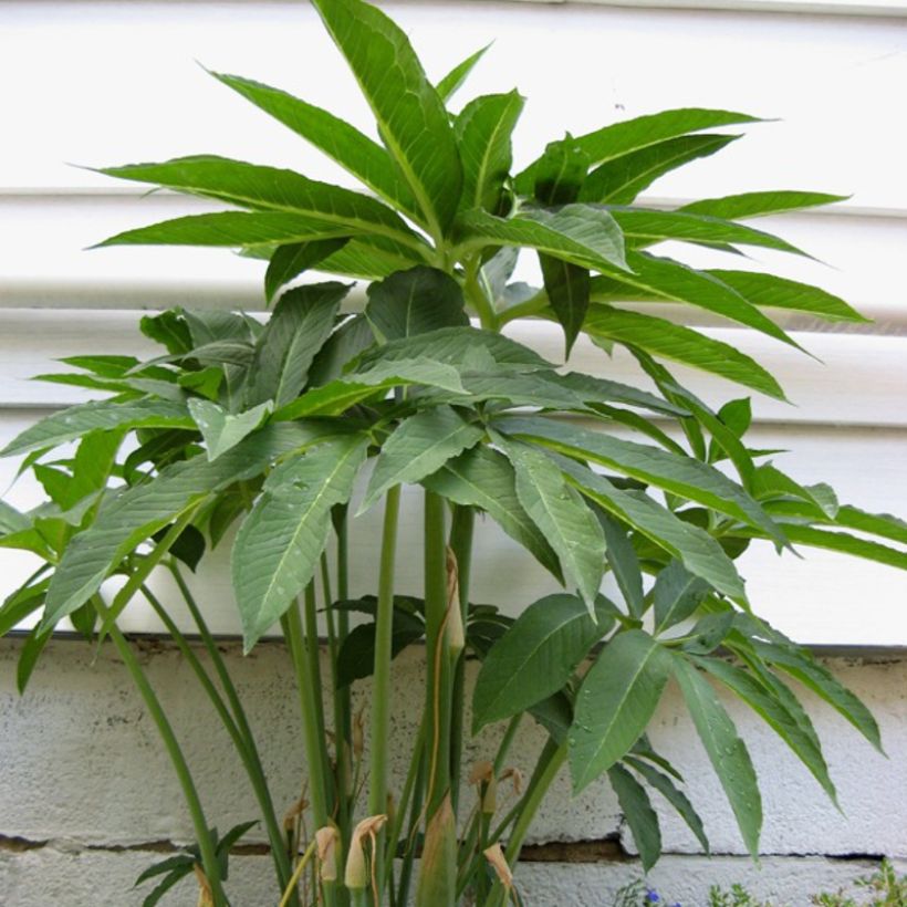 Arisaema dracontium (Follaje)