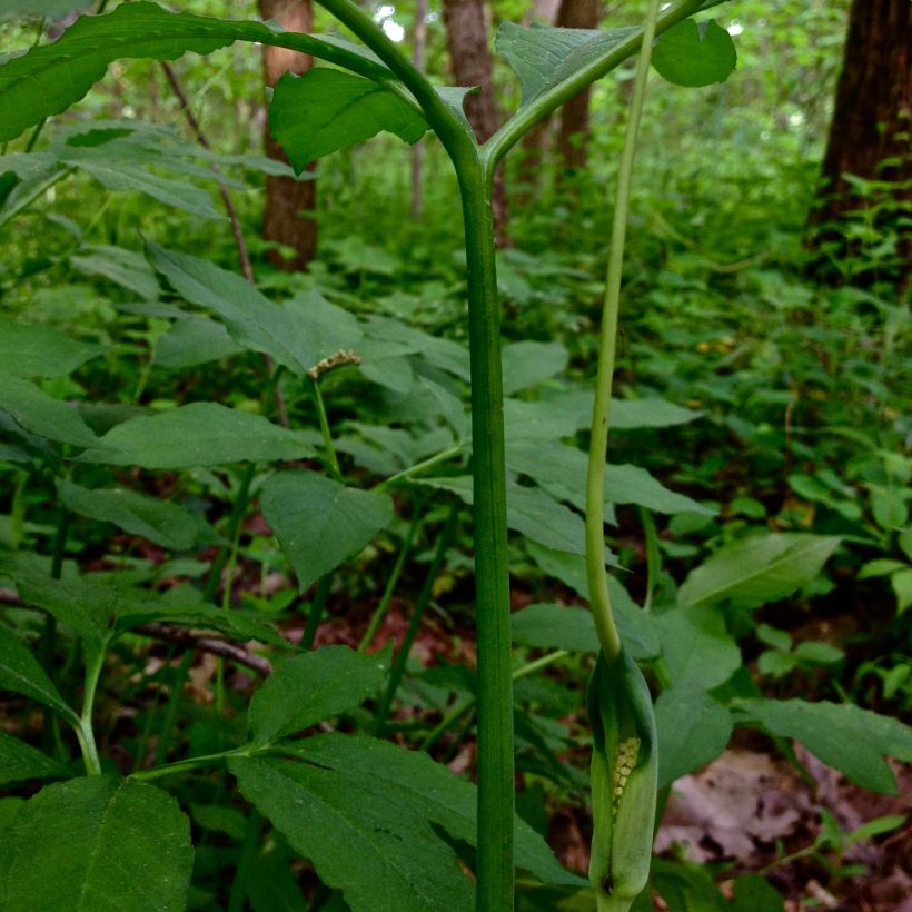 Arisaema dracontium (Floración)