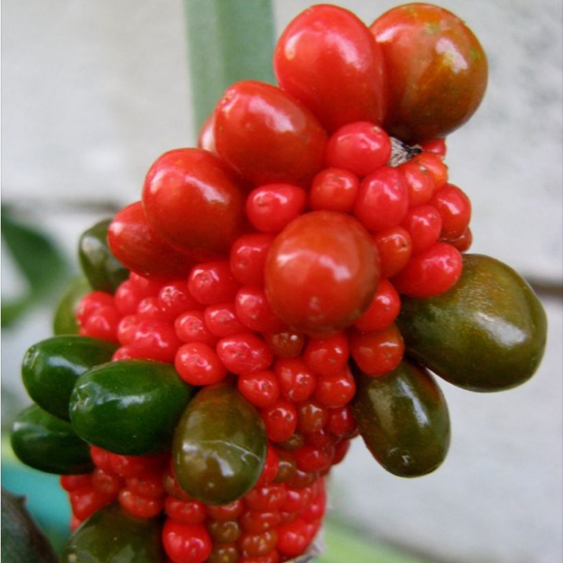 Arisaema dracontium (Cosecha)