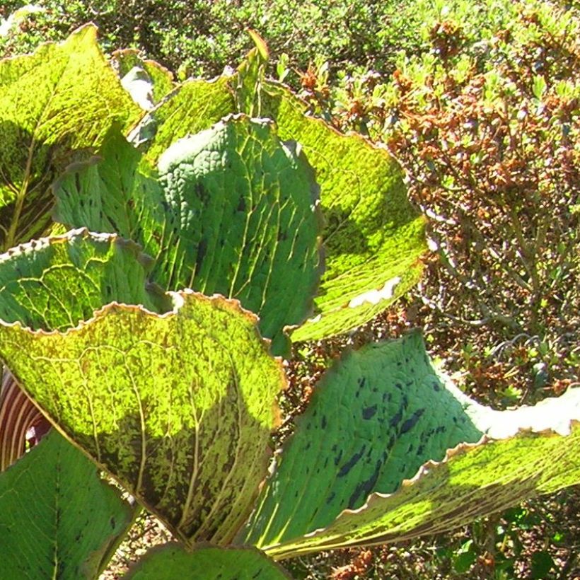 Arisaema elephas (Follaje)