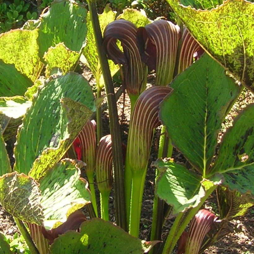 Arisaema elephas (Floración)