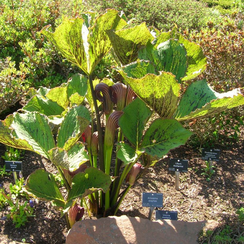 Arisaema elephas (Porte)