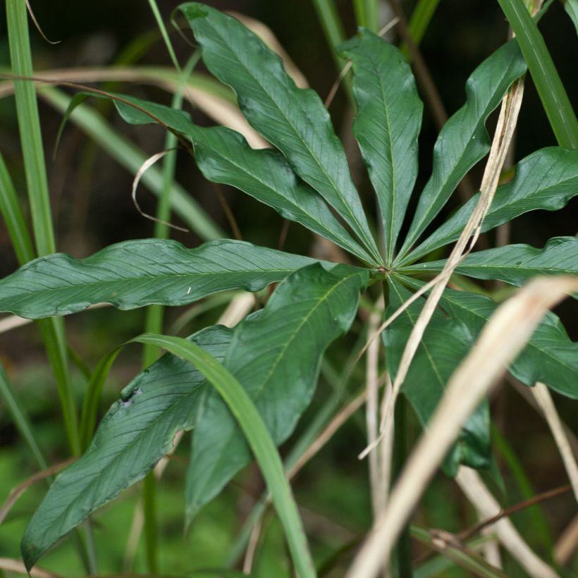 Arisaema erubescens (Follaje)