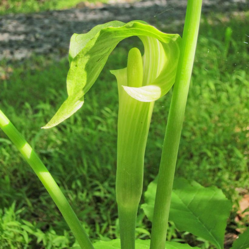 Arisaema erubescens (Floración)