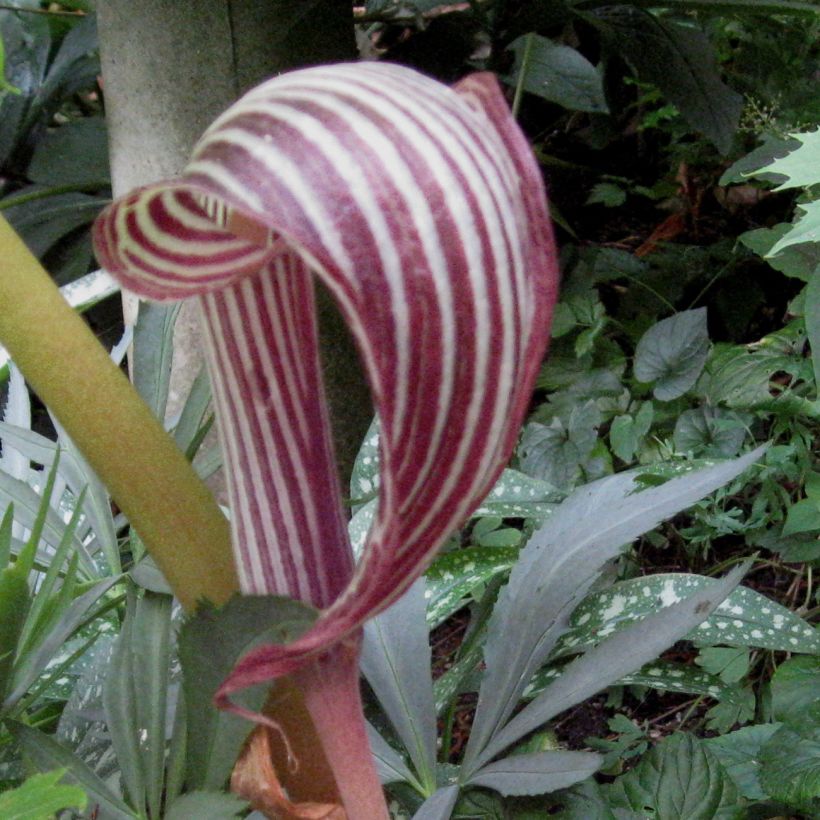 Arisaema fargesii (Floración)