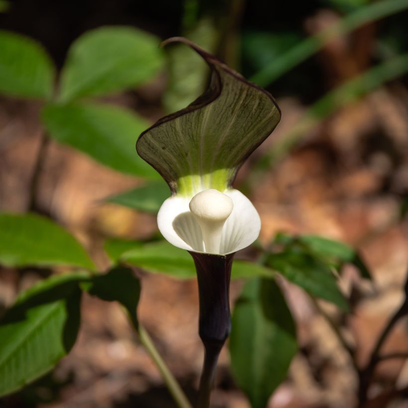 Arisaema sikokianum (Floración)