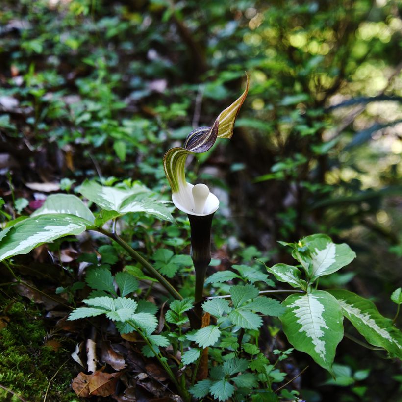 Arisaema sikokianum (Porte)