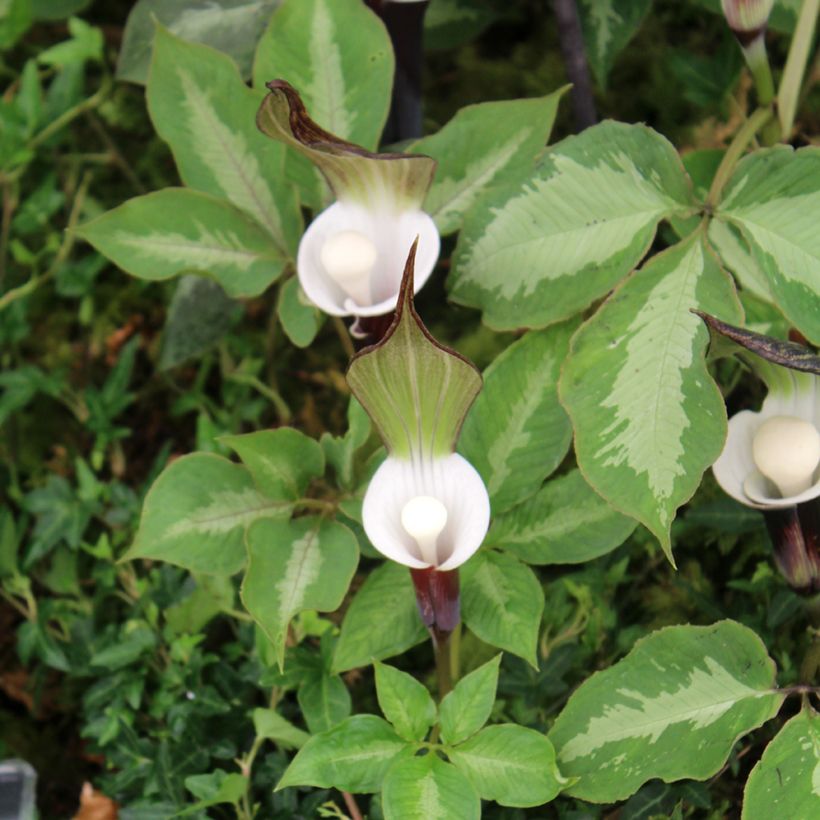 Arisaema sikokianum (Follaje)