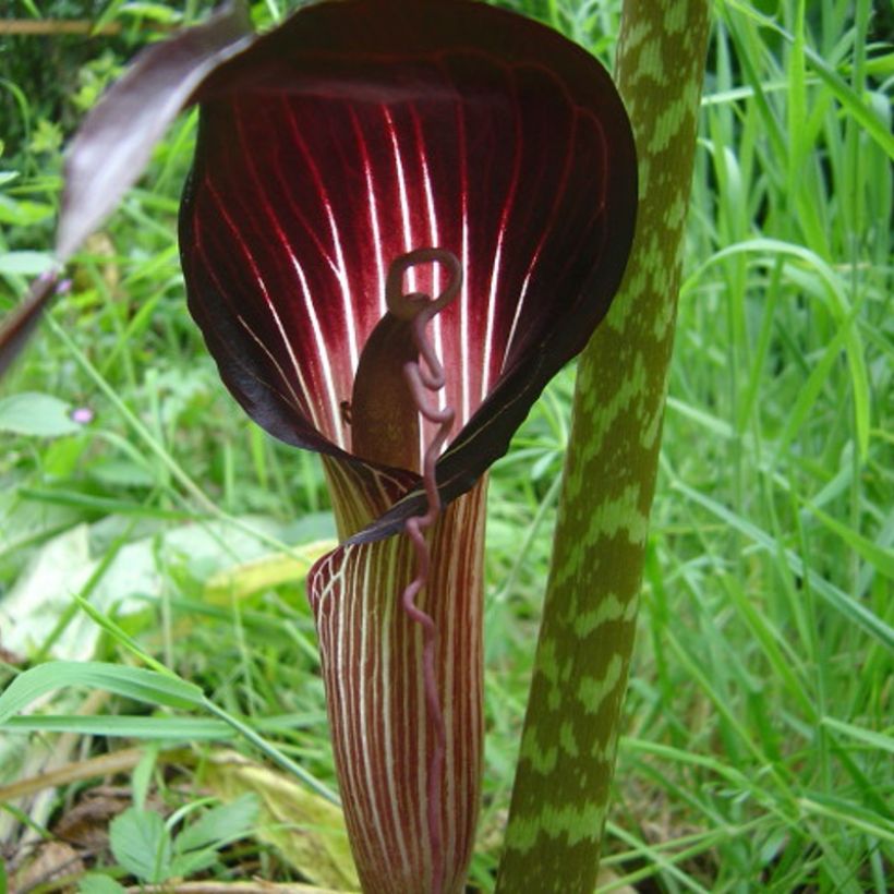 Arisaema speciosum (Floración)