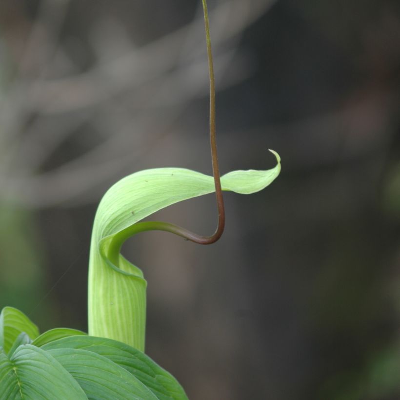 Arisaema tortuosum (Floración)